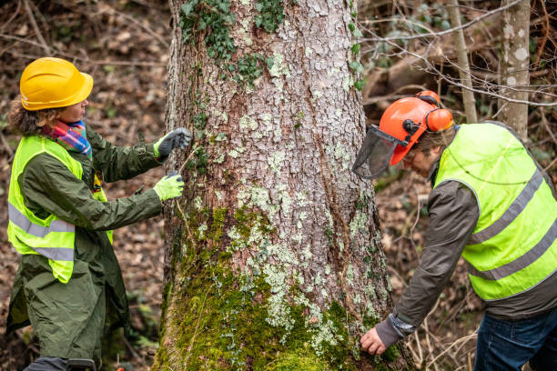 How Our Tree Care Process Works  in  Iowa Park, TX