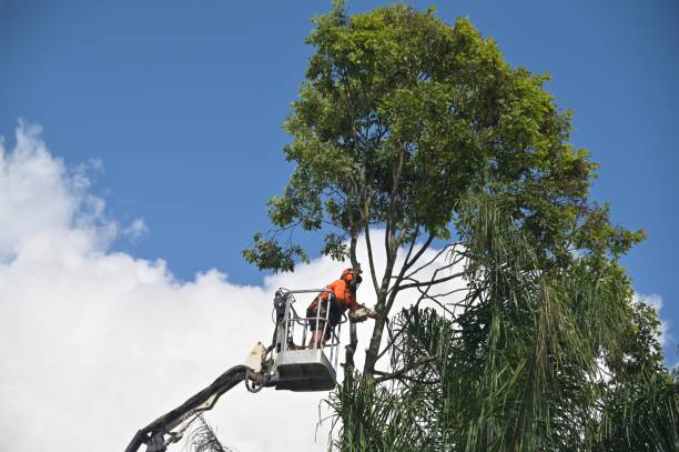 Best Weed Control  in Iowa Park, TX